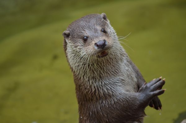 lontra,Guarda,Bestia