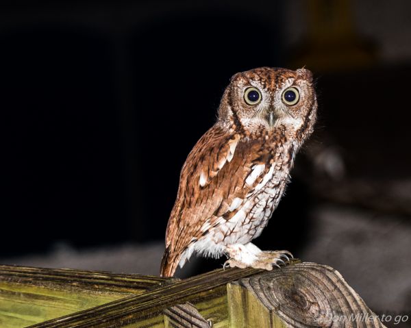 birds, nature, outdoors, wildlife, bird of prey, owl