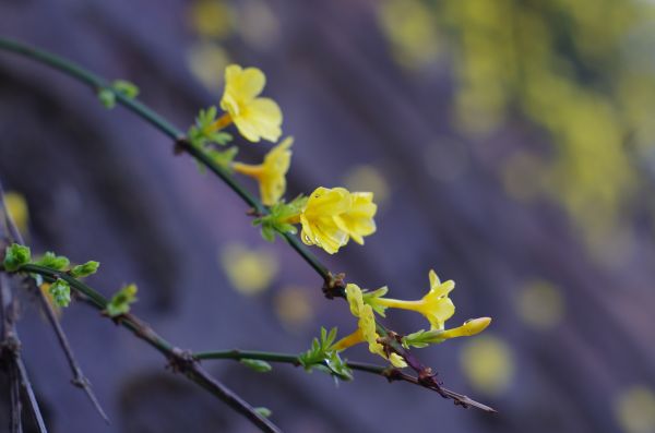 タンポポ,ジャスミン,spring flower,春