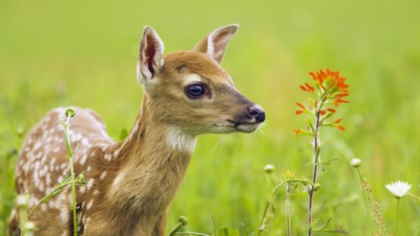 jeleń,Zwierząt,Natura,trawa,dzikiej przyrody,dzieci zwierząt