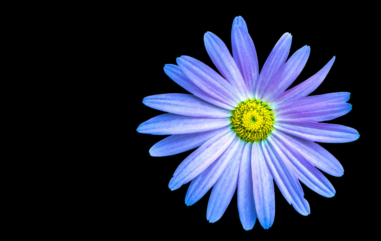 macro, ef100mmf28lisusmmacro, flower, floral, flora, flores, marguerite, purple, onblack, blackbackground, nybg, newyorkbotanicalgarden, botanical, chrysanthemum, itsallaboutflowers, minimalism