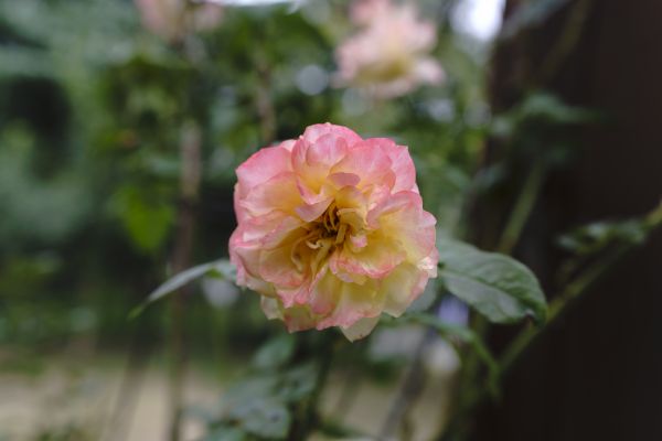 rosado,Rosa,Flores