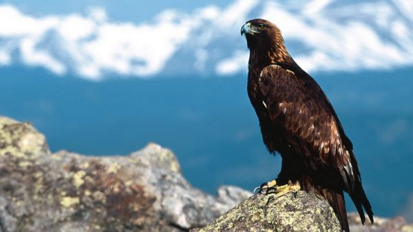 鳥,動物,自然,野生動物,山々,中国