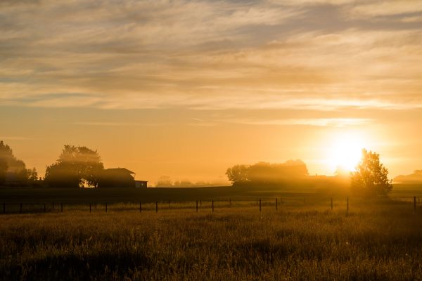 luce del sole,paesaggio,tramonto,erba,cielo,campo