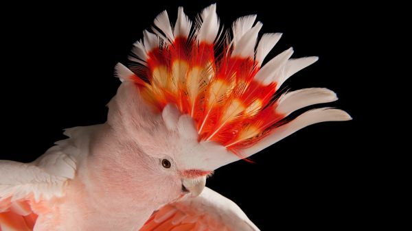 dyr,fugler,natur,papegøye,pink cockatoo,Australia