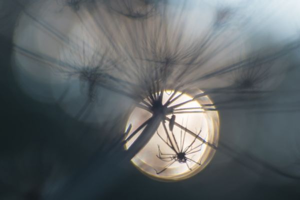 zonlicht, wit, bloemen, natuur, planten, reflectie