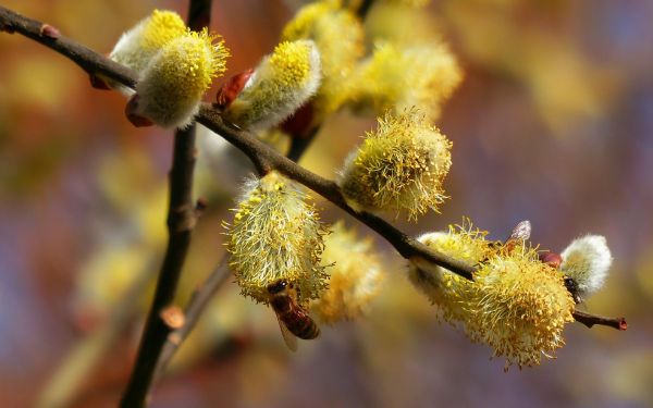 lumina soarelui, alimente, natură, plante, fotografie, ramură