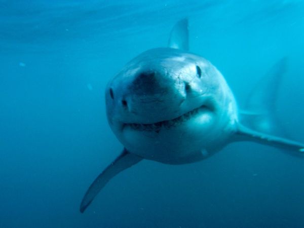 魚,水中,生物学,海の生物,鮫,グレートホワイトシャーク