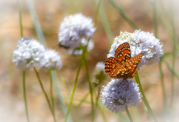 sommerfugl,insekt,California,Mexico,pollen,Urter