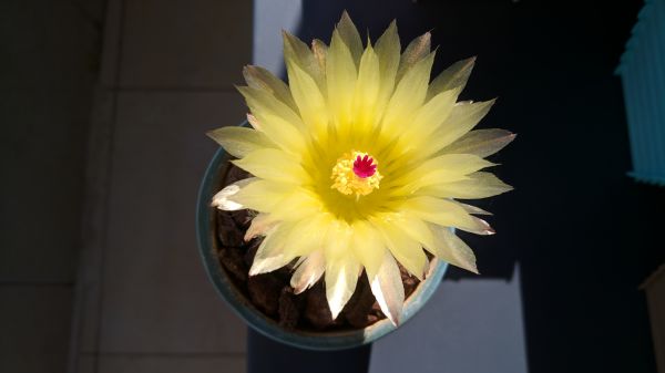 bloesems,bloemen,cactus