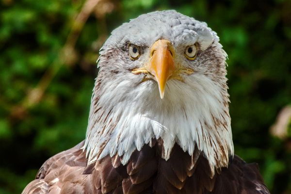 旗, フラワーズ, 自然, 写真, 野生動物, カナダ