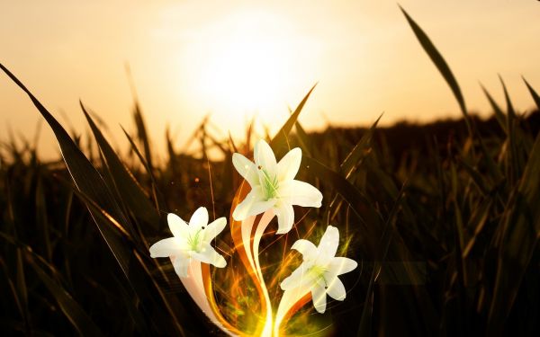 zonlicht,digitale kunst,natuur,gras,planten,bloemen