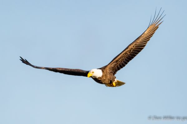 vogelstand, natuur, buitenshuis, dieren in het wild, roofvogel, adelaar