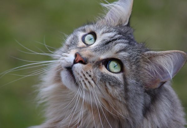 vert,la vie,animal de compagnie,chats,oiseau,animaux