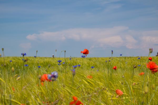 kwiat,pole,mak roślina,Blomma,chaber,pszenica