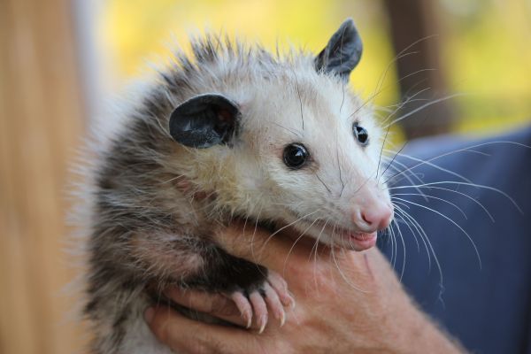 Yüz,Vahşi hayat,Bıyık,kemirgen,fauna,eller