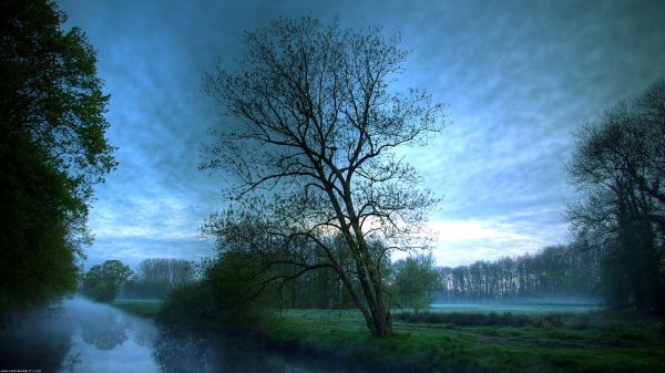 Sonnenlicht,Landschaft,Wald,Natur,Bäume,Betrachtung