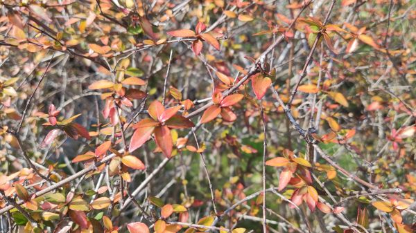 厂,枝条,Natural landscape,木,科,木本植物