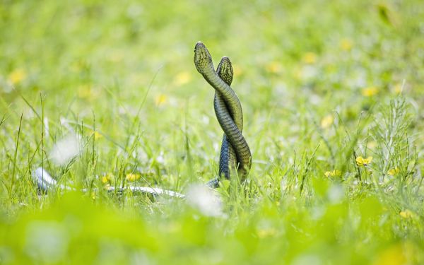 gras,natuur,slang,groen,dieren in het wild,bloem