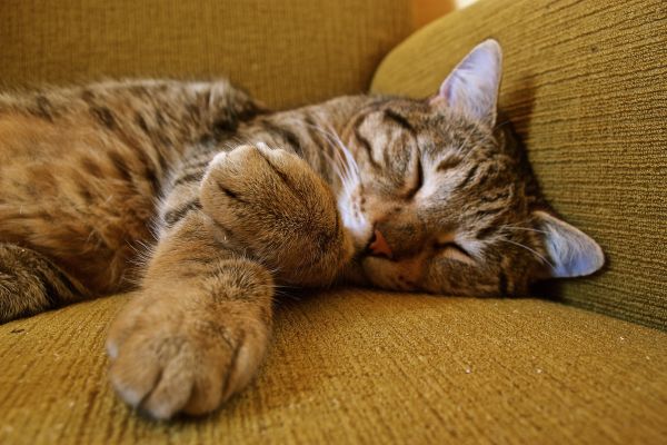 cat,sleeping,tabby,paws,muzzle