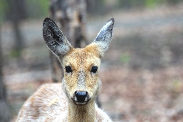 faune,mammifère,vertébré,cerf,faune,cerf de Virginie