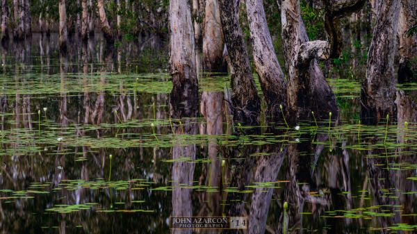 paysage,eau,la nature,réflexion,des arbres,forêt