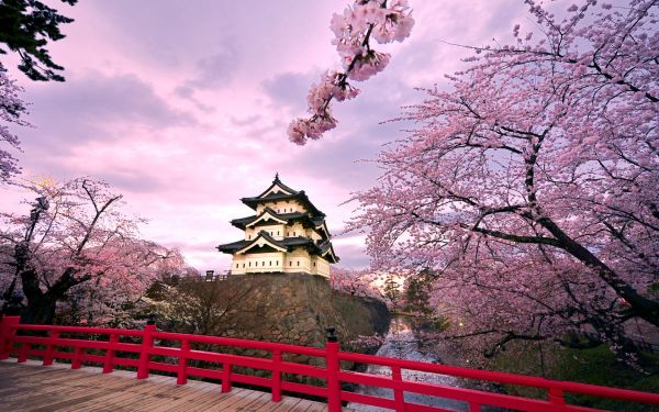 Japonia, ramură, floare de cires, templu, inflori, arc