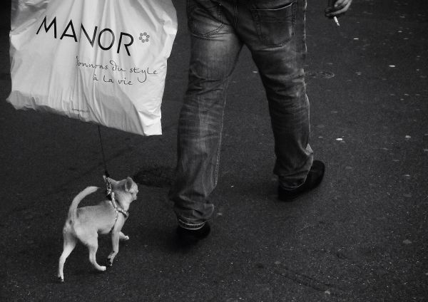 street,monochrome,blackandwhite,dog,schweiz,Switzerland