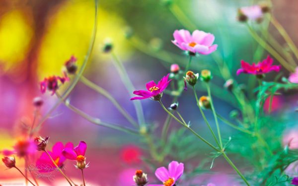 1920x1200 px,Flor do cosmos,Profundidade de campo,Flores,natureza,flores cor de rosa