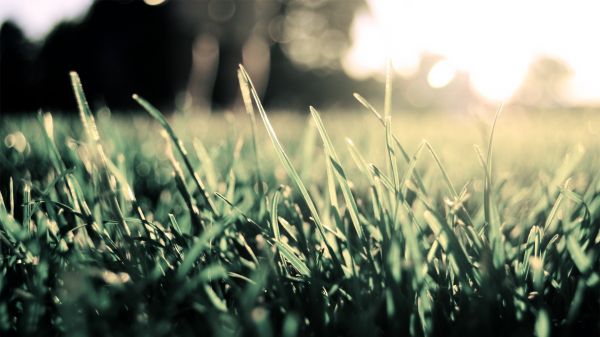 sunlight,depth of field,sunset,nature,plants,grass