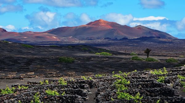 anggur,vilcan,Spanyol,Lanzarote,kenari,pulau