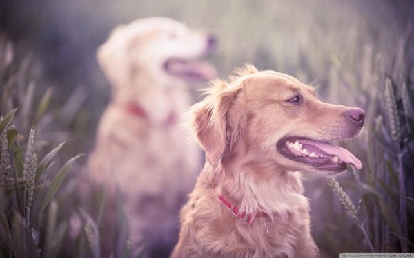 djur,hund,näsa,Labrador Retriever,golden retrievers,valp