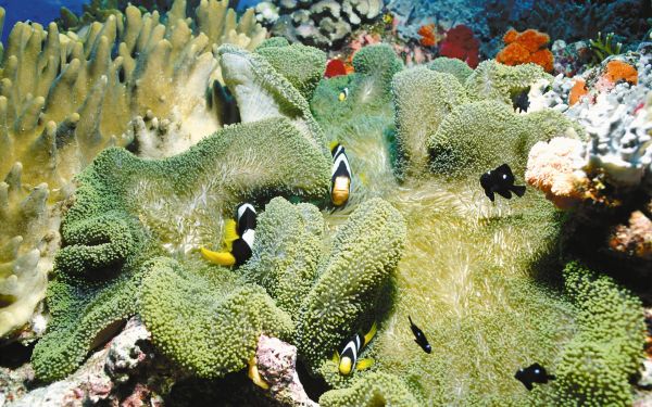 mare,natura,subacqueo,corallo,barriera corallina,natura