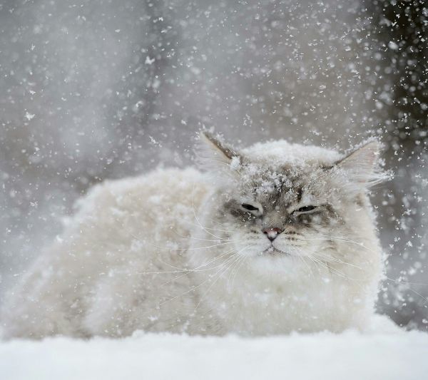 la neve,inverno,gatto,brina,barba,Congelamento