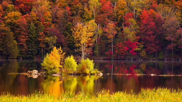 nature,landscape,trees,grass,rocks,water