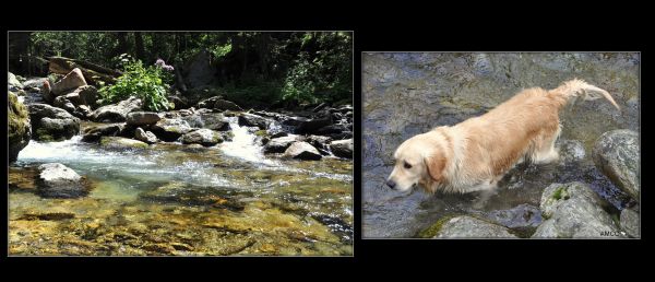 riviere,hund,vilda djur och växter,chien,fauna