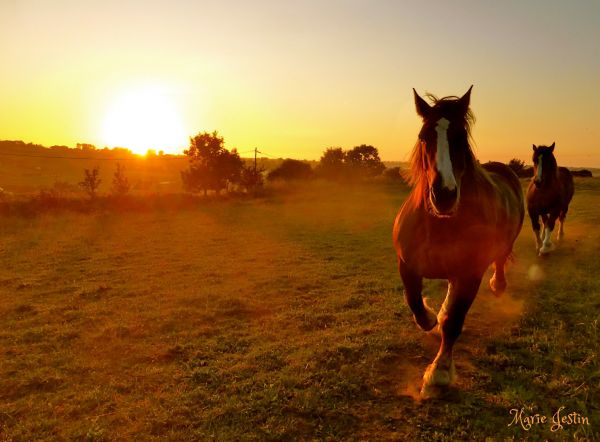 peisaj,apus de soare,natură,lumina soarelui,animale,cal