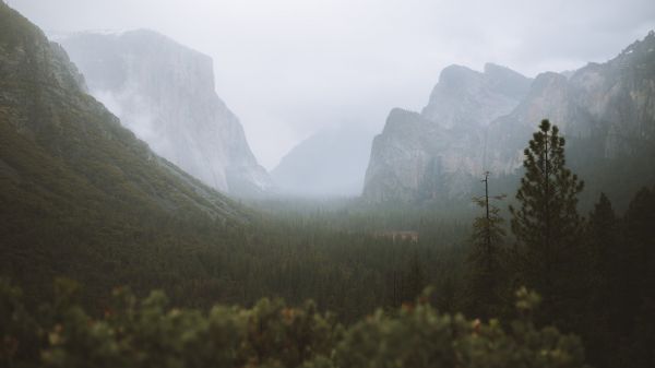 планина,небе,облак,Natural landscape,дърво,мъгла