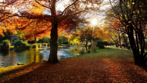 krajobraz,4k,drzewa,park,spadek,yellow leaves