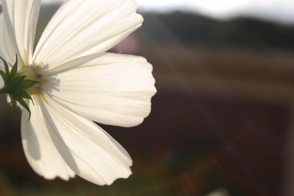 Flor del cosmos,2976x1984 px,paisaje,luces,brillante,Flores blancas