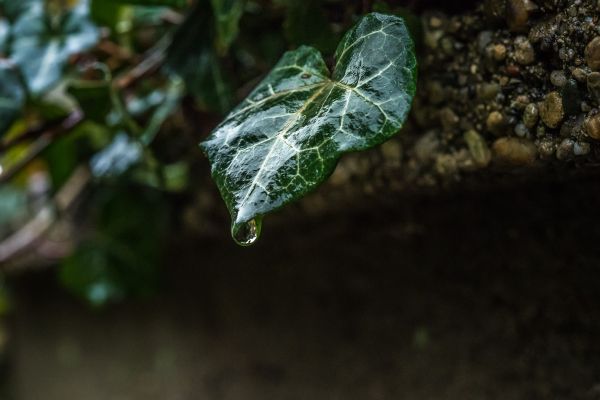 water,nature,branch,green,wet,ivy