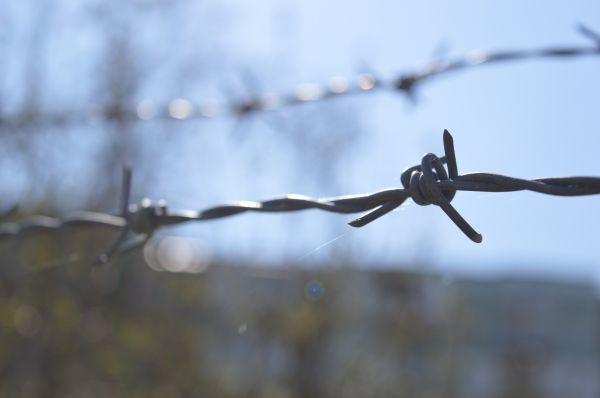 taggtråd, vatten, natur, snö, vinter-, solljus