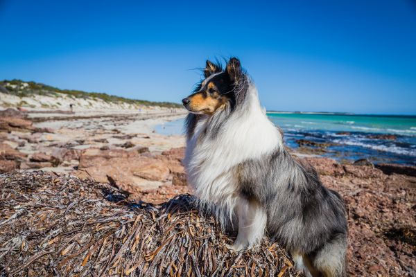 바닷가,6000x4000px,개,Shetland Sheep Dog