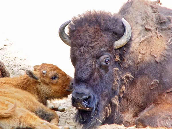 Hörner,Entspannend,Tierwelt,Baby,Bison,Zoo