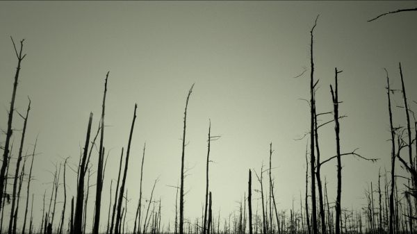 gras,tak,monochroom,hemel,ochtend-,wind