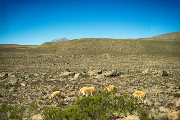 paisaje, colina, naturaleza, campo, fauna silvestre, césped