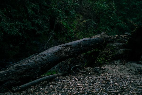 landscape,photography,santa cruz california,dark,Sequoia National Park,nature