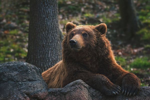 Brun björn,Kodiak bear,växt,öga,Grizzly björn,träd