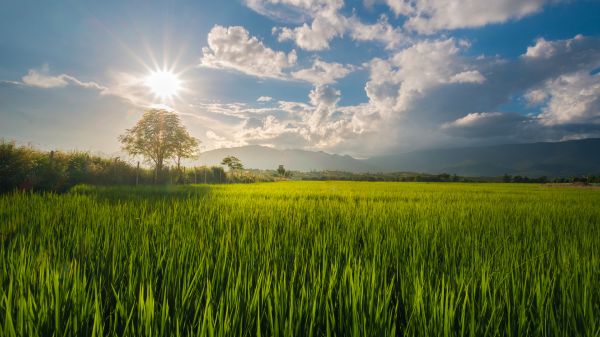 Gras,Landschaft