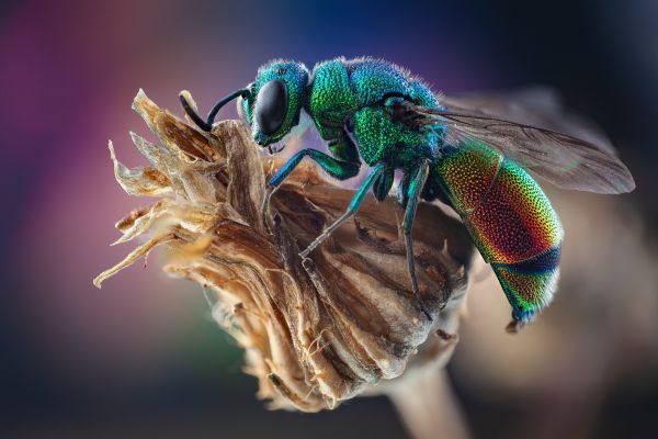 Tozlayıcı,eklem bacaklı,böcek,Organizma,bitki,Cuckoo Wasps